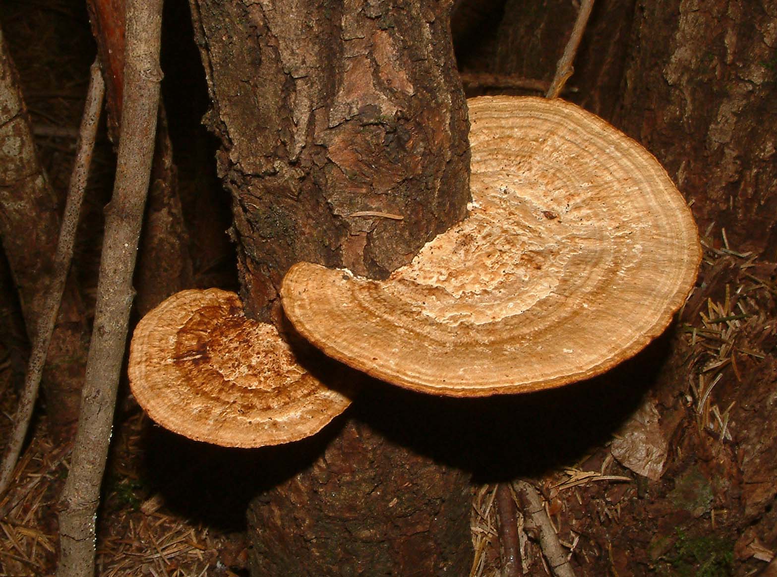 Cosa ha da fare un marinaio in montagna se non....